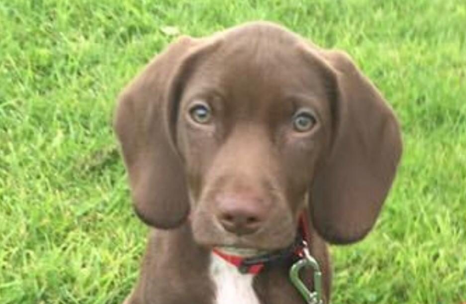 Dog Training Herts Canine